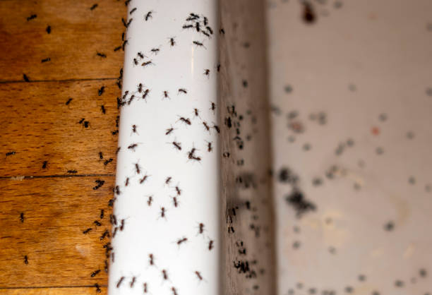 Best Termite Control Services  in Claremont, NC